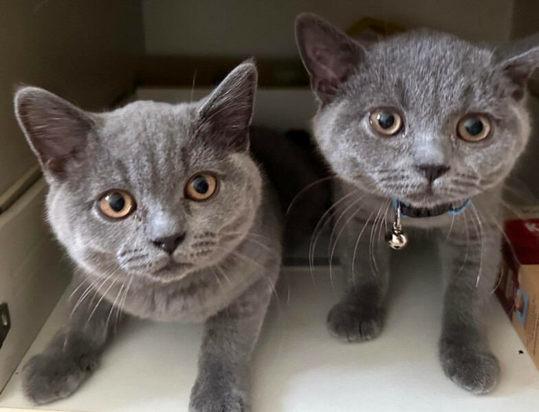 Posted a few days ago about my British Blue kitten, Quick update!