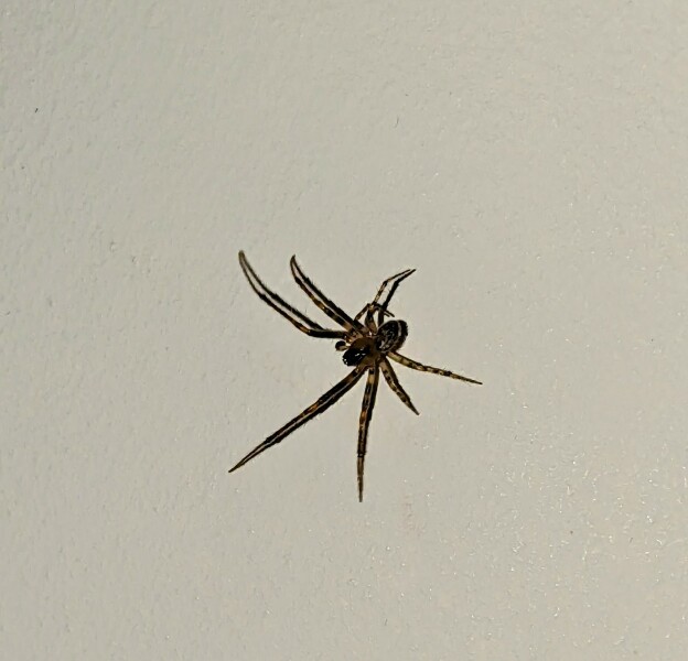 I have a new bedroom guest…