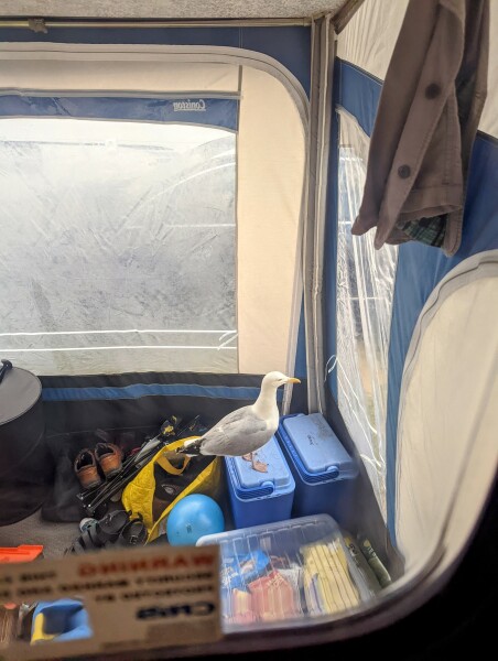 Seagulls
