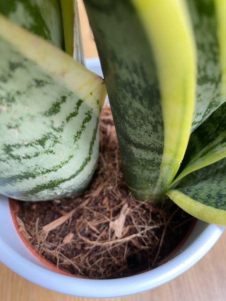 Sansevieria (snake plant)
