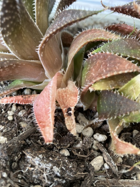 Troublesome succulent