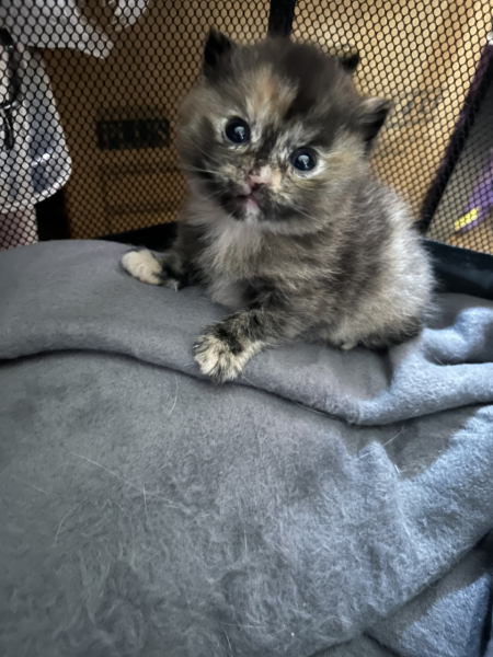 Cat just had kitten help