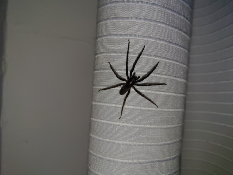 I have a new bedroom guest…