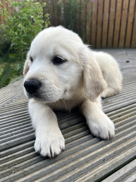 Puppy survival thread part 2