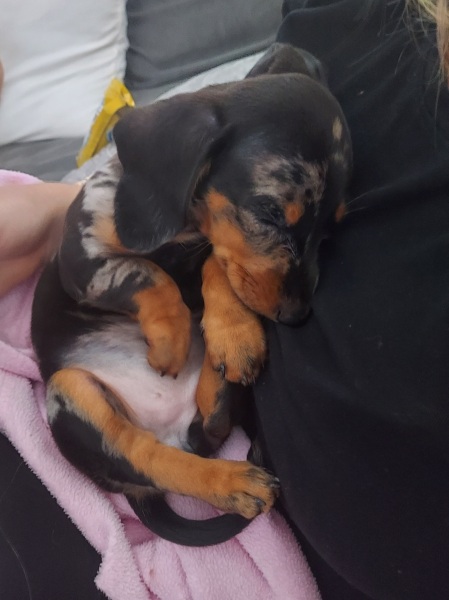 Spaying my female dachshund