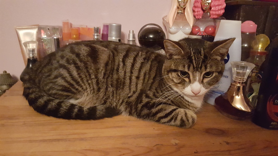 Further Adventures of the Excellent Cats