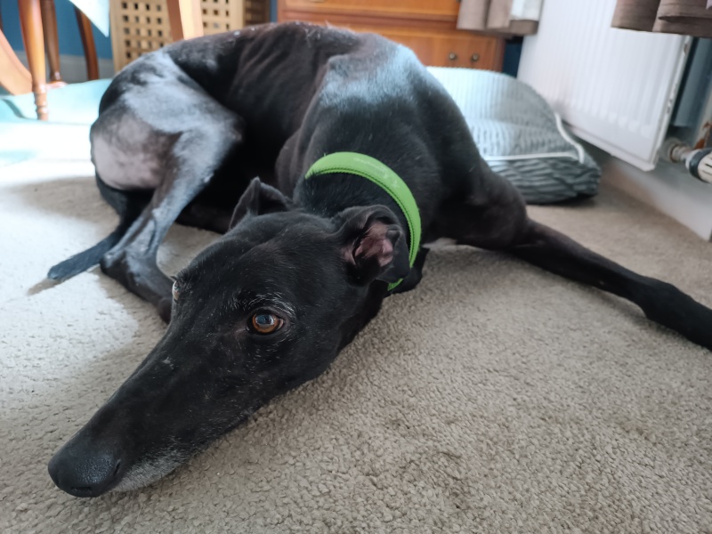 Greyhound Appreciation