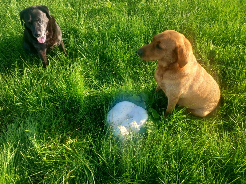 I am SO sick of this weather! Moan thread