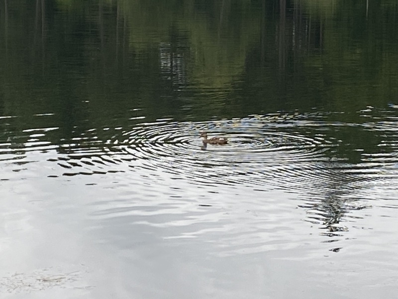 Come and tell me your dull and unexciting news 26: Calmly through the day 