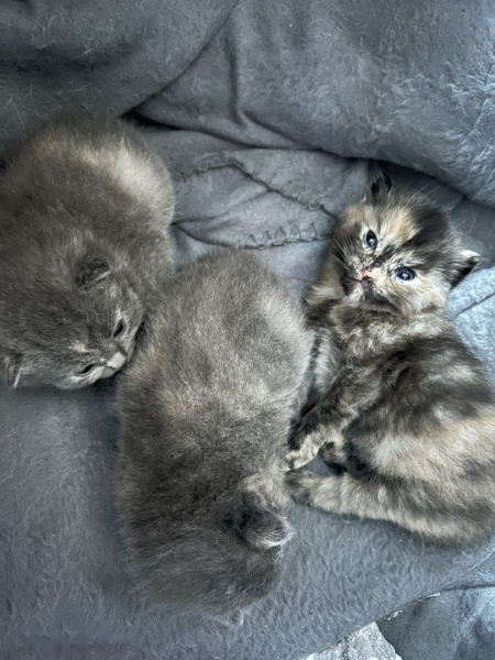 Cat just had kitten help
