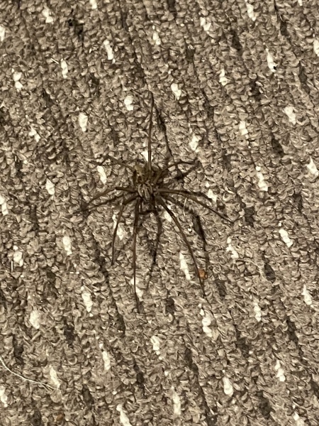 I have a new bedroom guest…