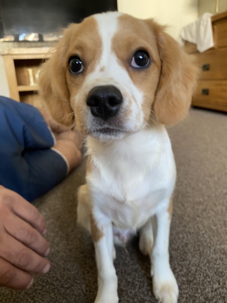 Puppy survival thread part 2