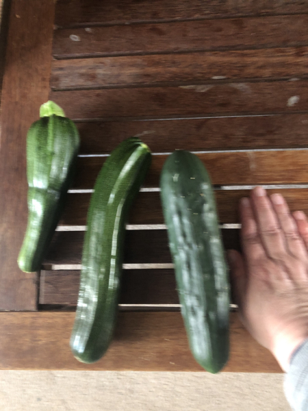 What have you done in the garden today? Part 2