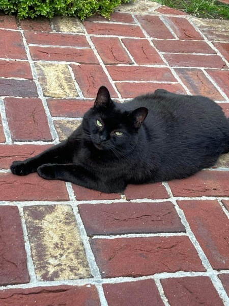 Further Adventures of the Excellent Cats