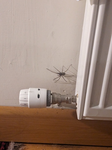 I have a new bedroom guest…