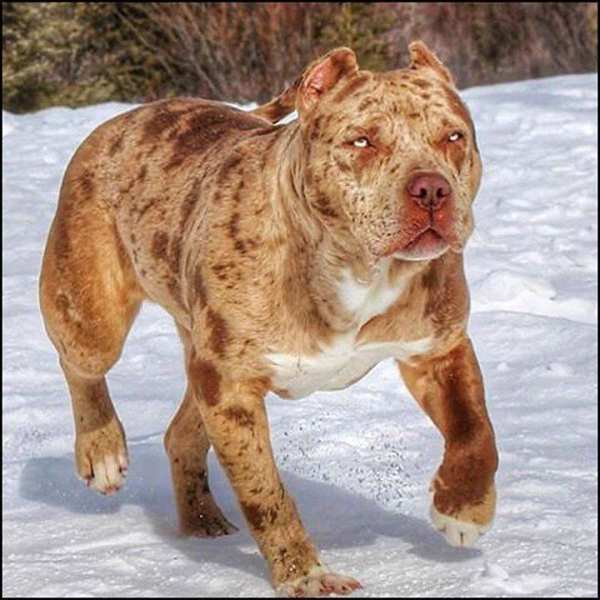 Dangerous dog near miss?