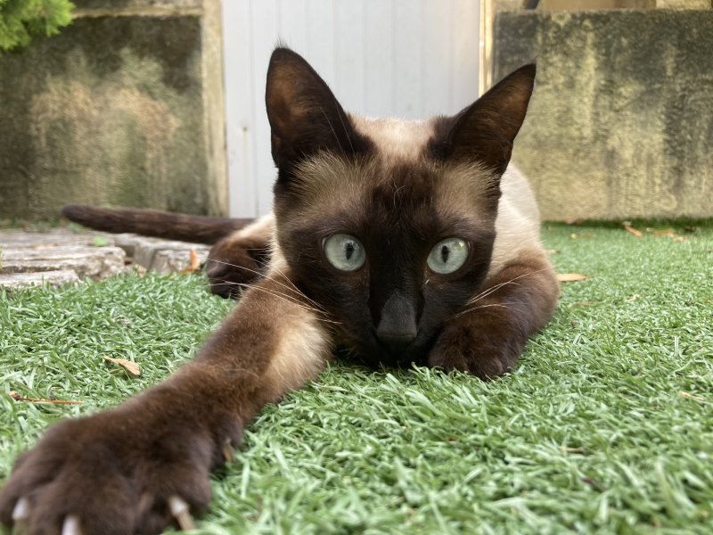 Realistically speaking... how much does your cat really eat?