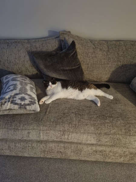 I absolutely LOVE cats