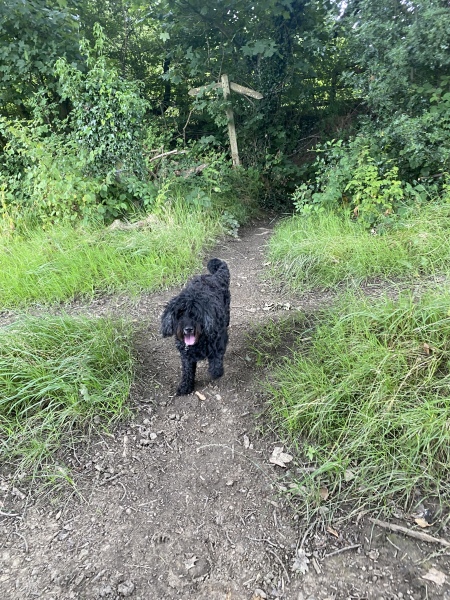Ear lump on dog. Very concerned