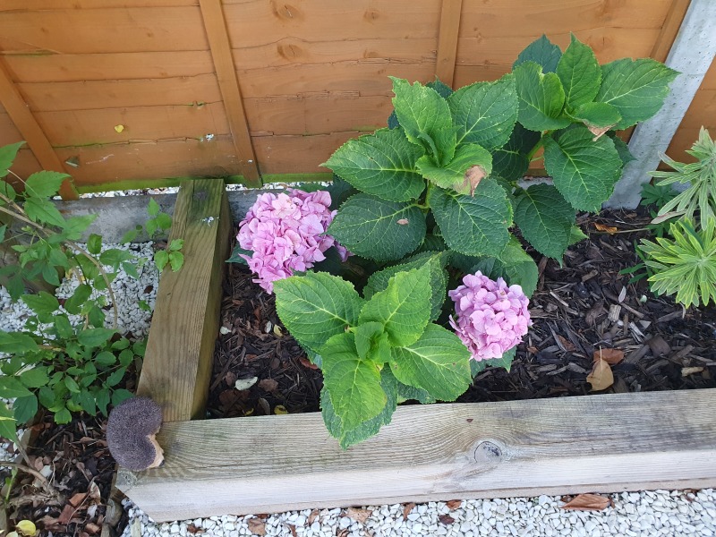 My hydrangea hell