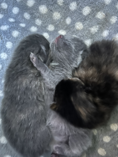 Cat just had kitten help