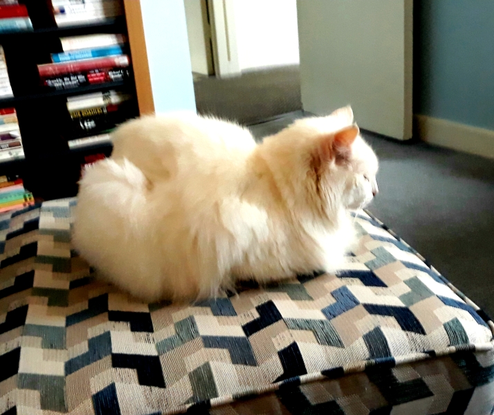 A Very Great Quantity Of Excellent Cats