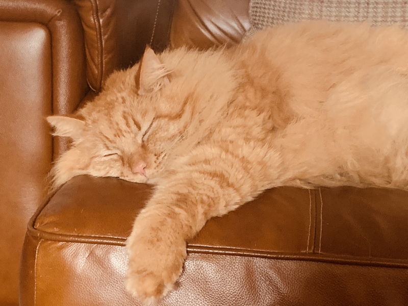 Further Adventures of the Excellent Cats