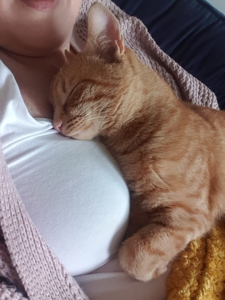 Neighbour leaving young cat outside at night in this weather. 