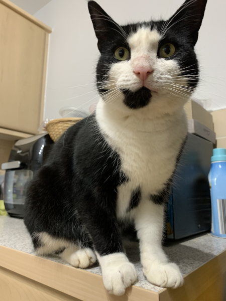 Further Adventures of the Excellent Cats