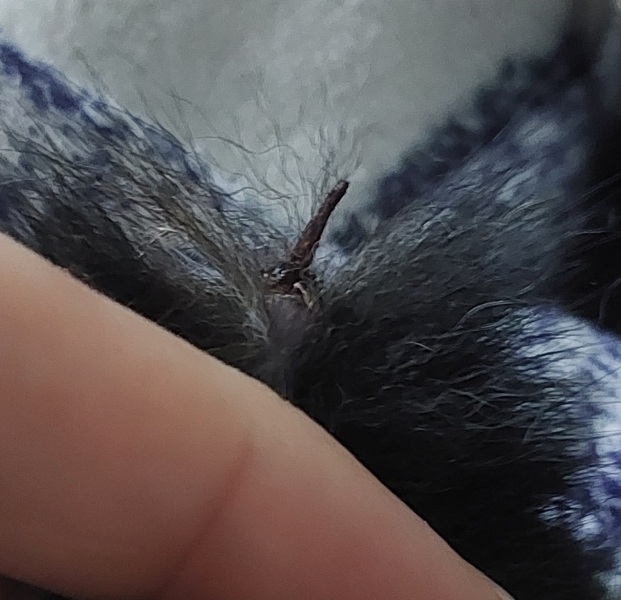 What is this on my cays tail?