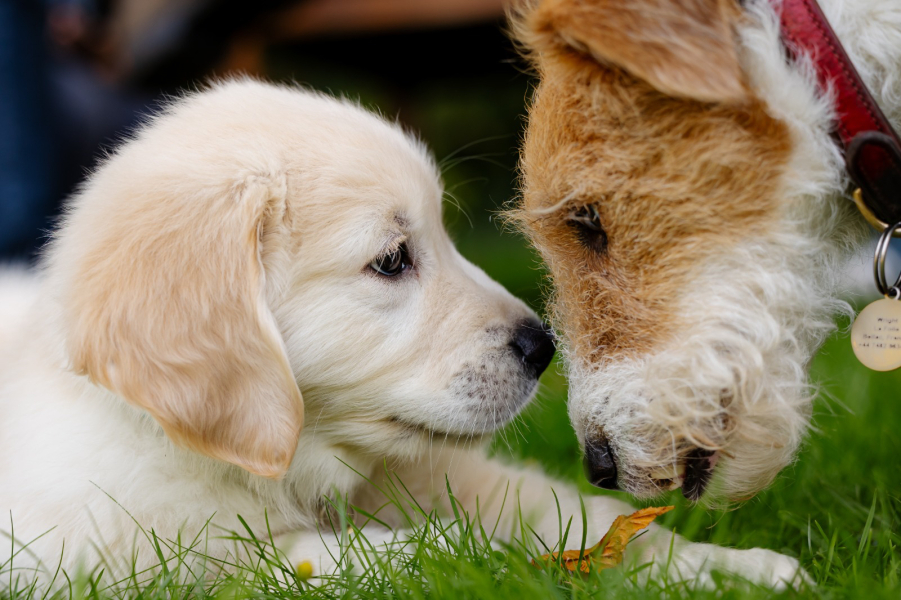 Puppy survival thread part 2