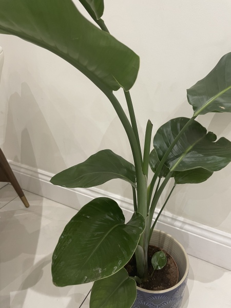What is this plant?