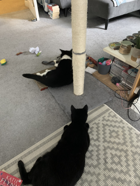 A Very Great Quantity Of Excellent Cats
