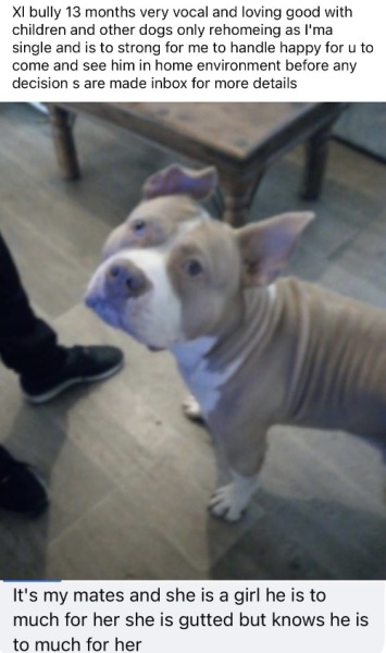 Another dog done wrong by the owner
