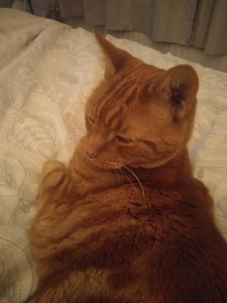 What's your pet doing right now?