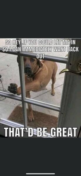 Dog keeps asking to go out