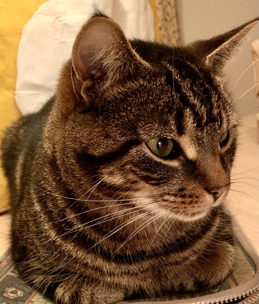 Realistically speaking... how much does your cat really eat?