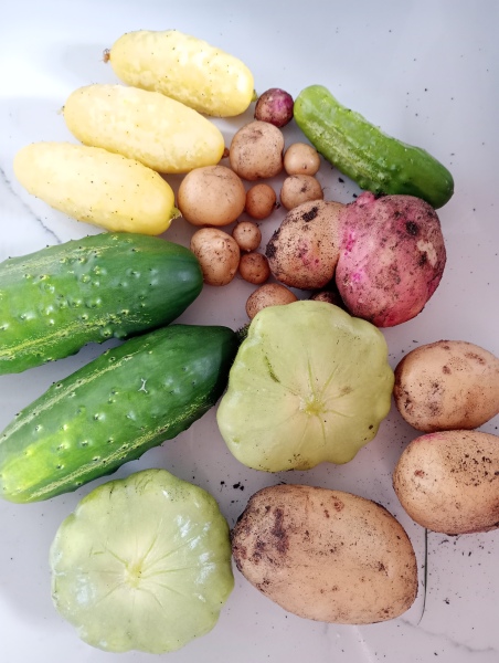 The Vegetable Patch Mark 2