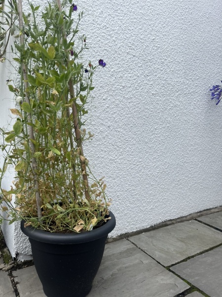 Why Do My Sweet Peas Always Do This?