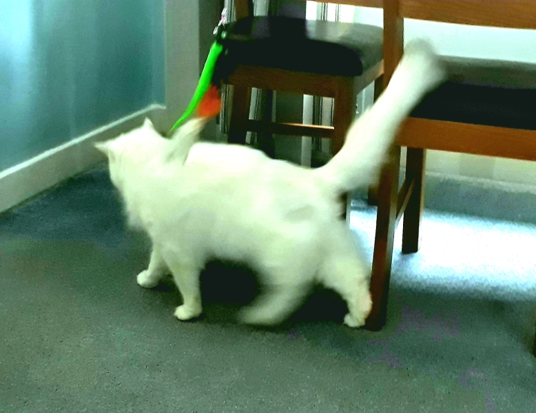 Further Adventures of the Excellent Cats