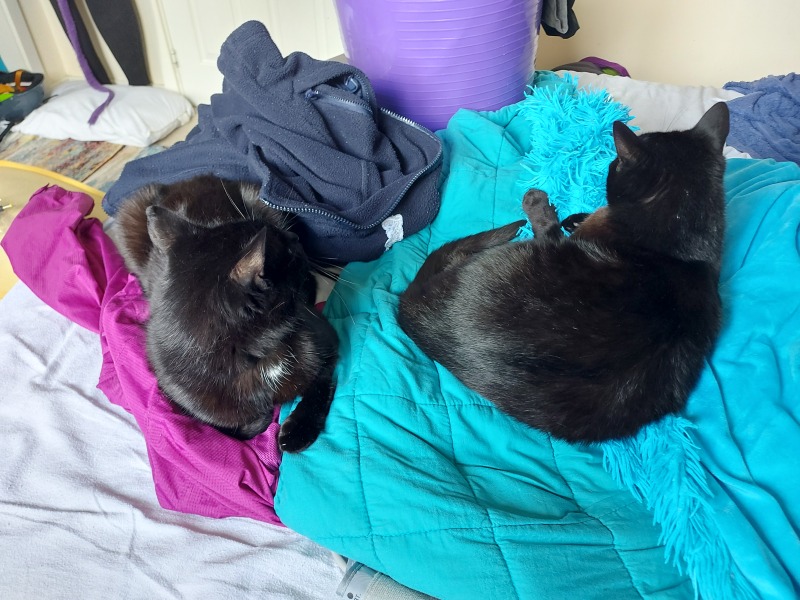 Further Adventures of the Excellent Cats