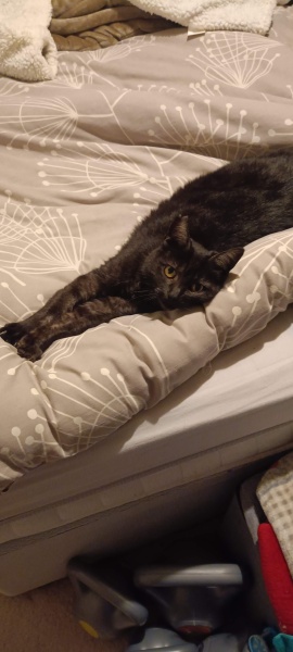 A thread for older cats 10+