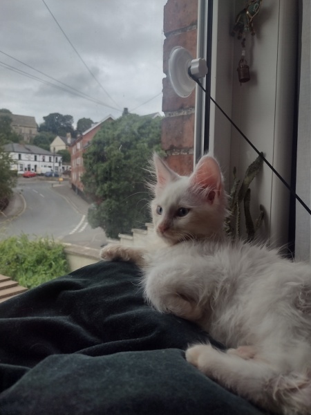 Indoor and outdoor cat?