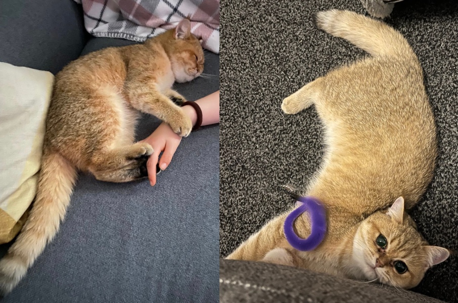 Further Adventures of the Excellent Cats