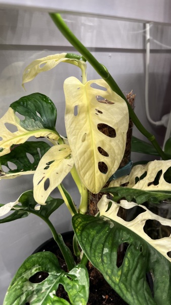 Anyone up for a house plant chat?
