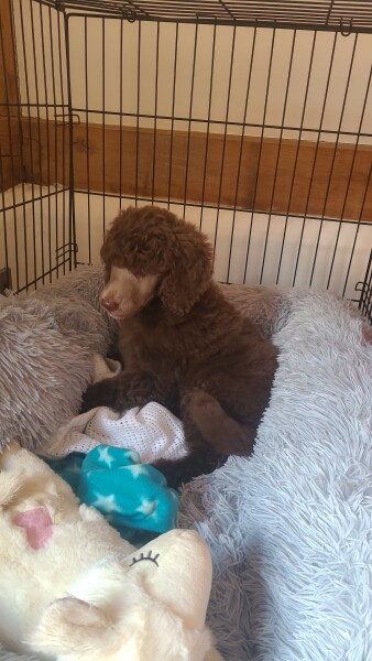 Picked up puppy today