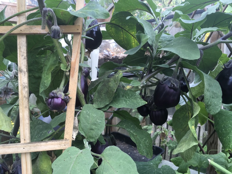 Greenhouse - is this the norm?