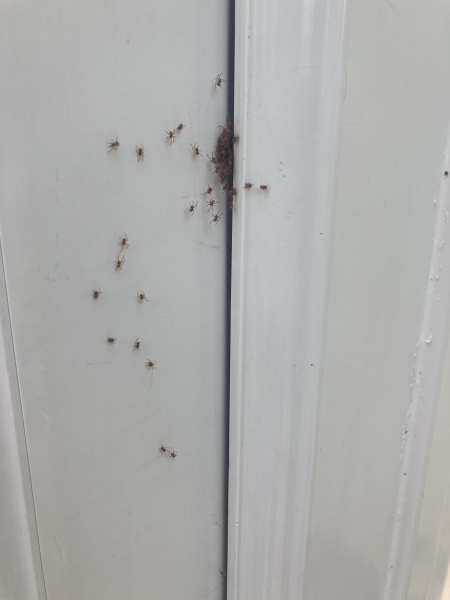 Spiders