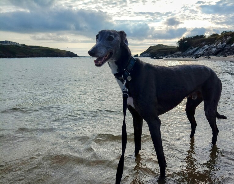 Greyhound Appreciation