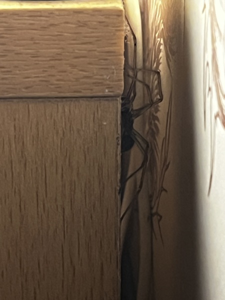 I have a new bedroom guest…